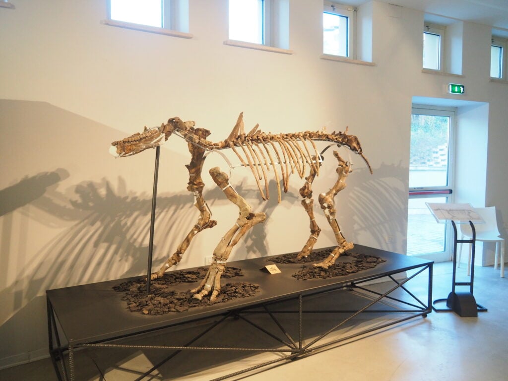 Museo Paleontologico Boldrini, scheletro di rinoceronte preistorico