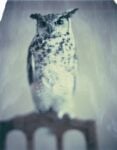 Paolo Roversi, Owl, Paris 2020