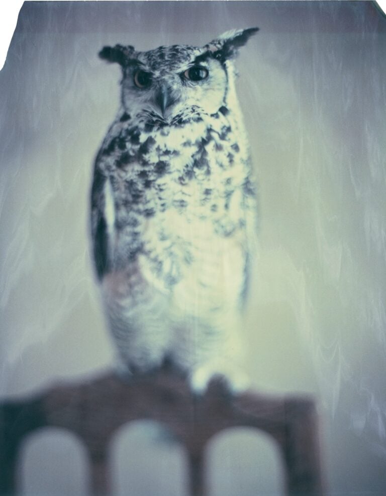 Paolo Roversi, Owl, Paris 2020