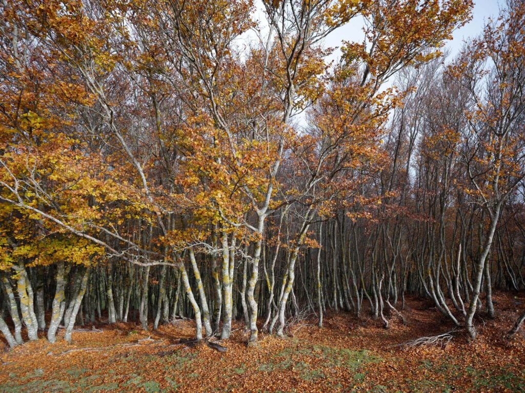 Raccontando Polizzi Generosa, borgo delle Madonie. In un libro le fotografie di Sandro Scalia