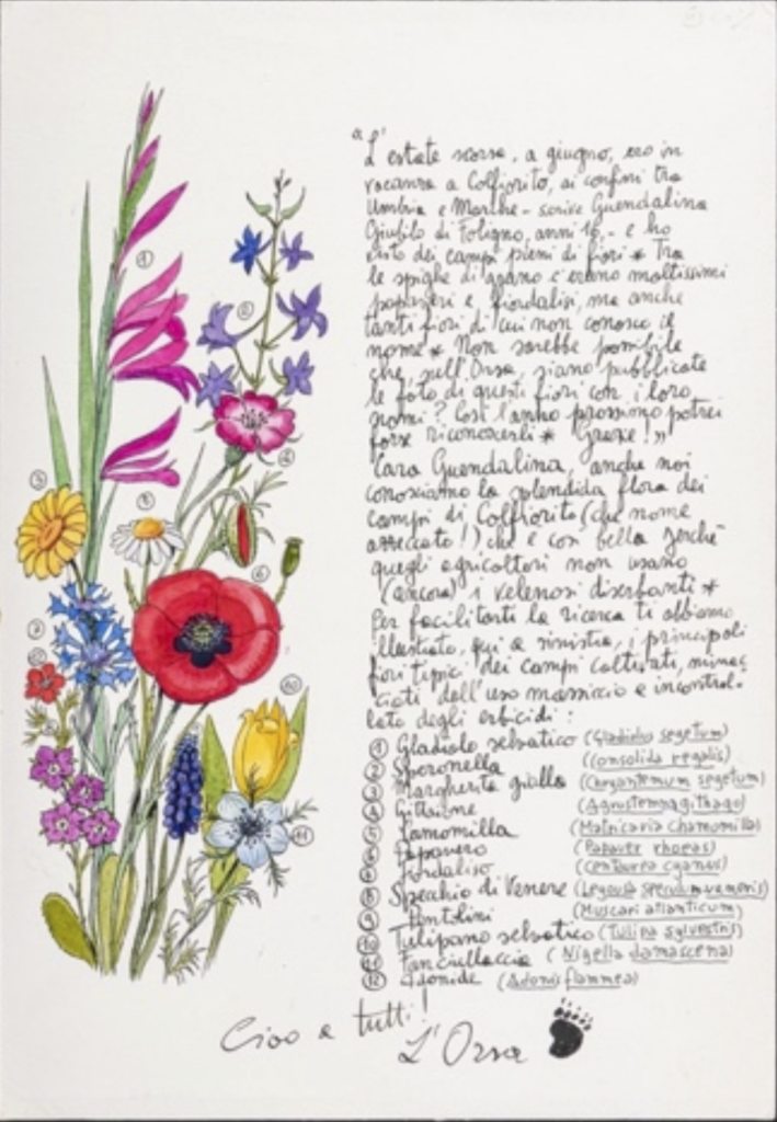 Fulco Pratesi, “fiori di campo” (1990ca), 35 x 26, acquerello e china su carta, tavola per la rivista “L’Orsa”