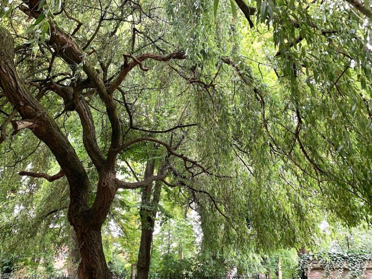 Alberi Festival, Modena. Ph: Claudia Zanfi