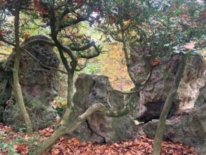 Gli alberi sono un modello da seguire. A Modena c’è un festival che lo conferma