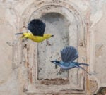 11a edizione Selvatica