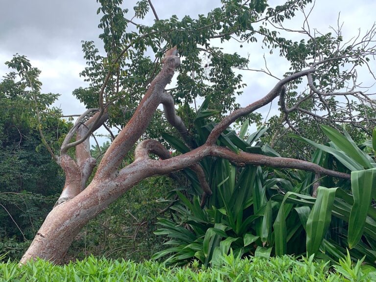 Alberi Festival, Modena. Ph: Claudia Zanfi