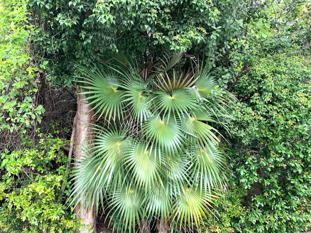 Alberi Festival, Modena. Ph: Claudia Zanfi
