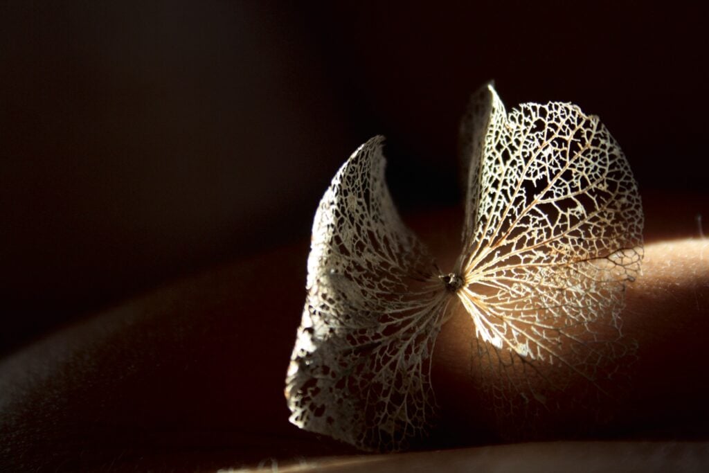 Катерина Орзи, Цветы Света.