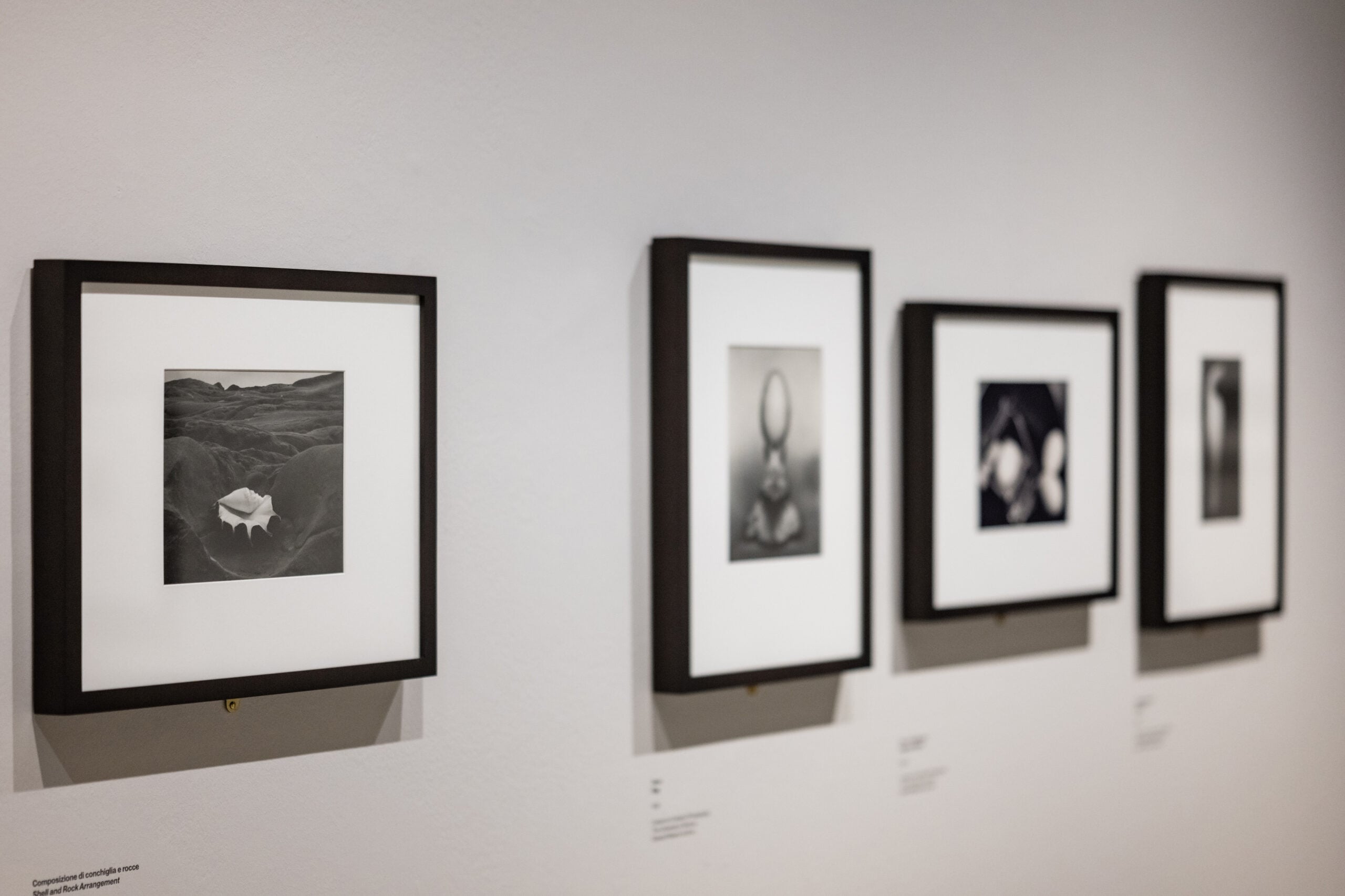 https://www.artribune.com/wp-content/uploads/2026/04/edward-weston-retrospective-installation-view-2-camera-oco-centro-italiano-per-la-fotografia-torino-2026-courtesy-camera-photo-andrea-guermani-scaled.jpg