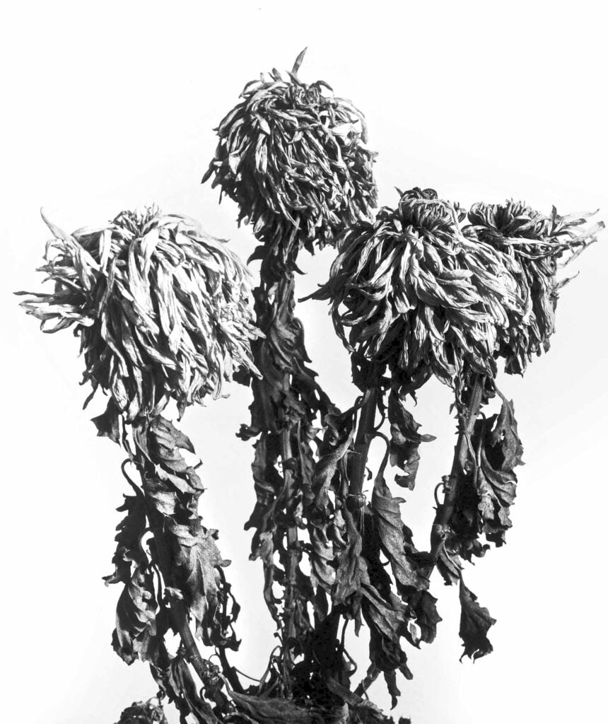 Alberto Flammer – Dell’apparente 1958-1988