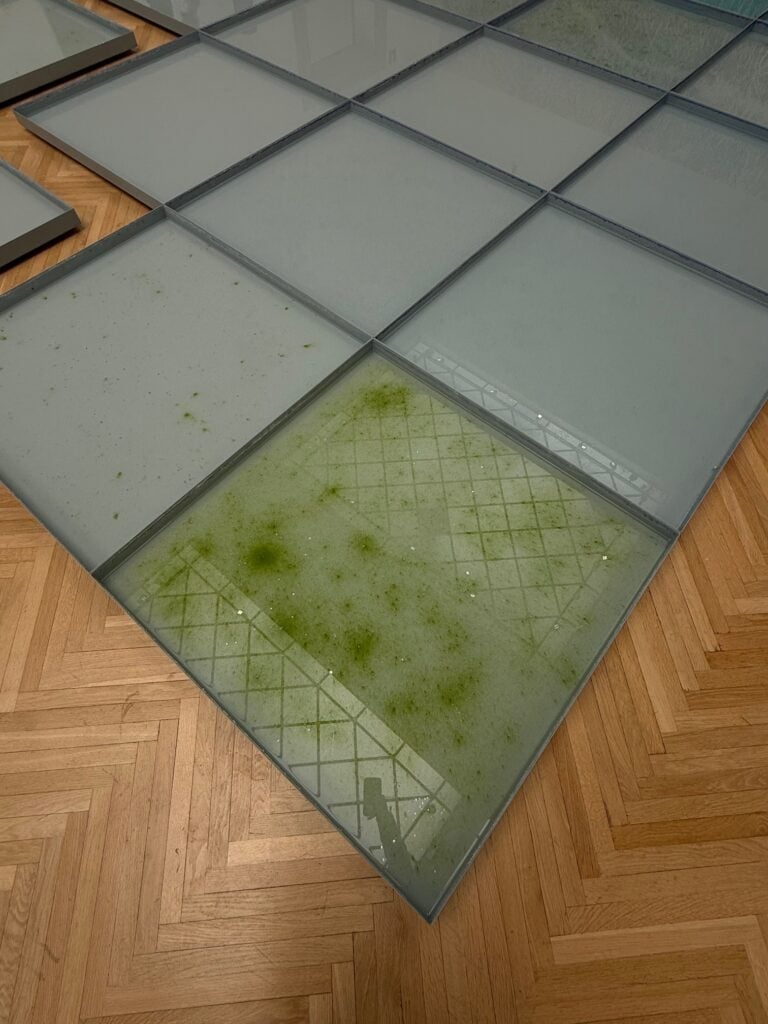 La muffa nel "mare" di Pino Pascali alla GNAMC di Roma. Foto di Laura Carlotta Cortoni