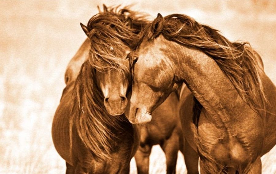 Roberto Dutesco – 30 years. The Wild Horses of Sable Island