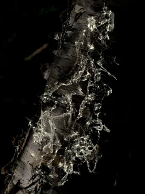Carolina Cuneo / Francesca Migone - Dendrografie