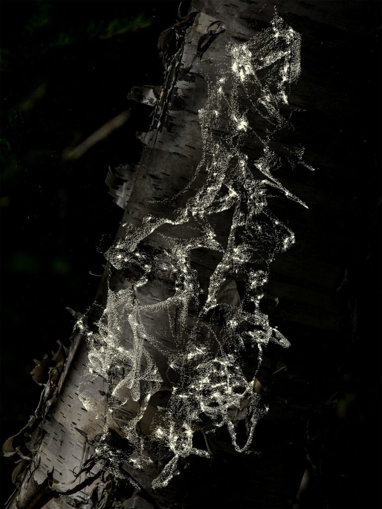 Carolina Cuneo / Francesca Migone – Dendrografie