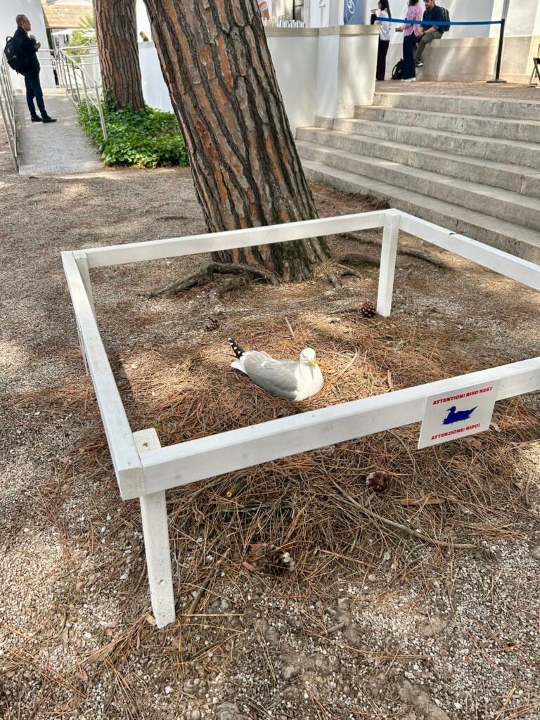Padiglione Natura, Biennale di Venezia 2026, ph Antonino La Vela