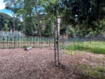 Le foto del degrado di Villa Borghese
