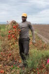 Maria Palmieri, Ritratto di bracciante in un campo di pomodoro, Rignano Garganico (FG), 2020