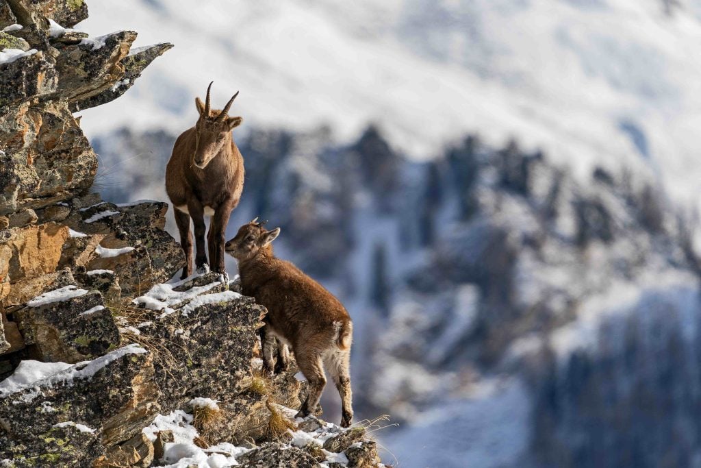 Parco Nazionale Gran Paradiso. Archivio Fondation Grand Paradis