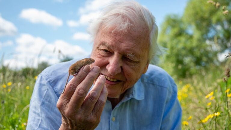 Festeggia 100 anni di David Attenborough. Ecco chi &egrave; il padre del documentario naturalistico