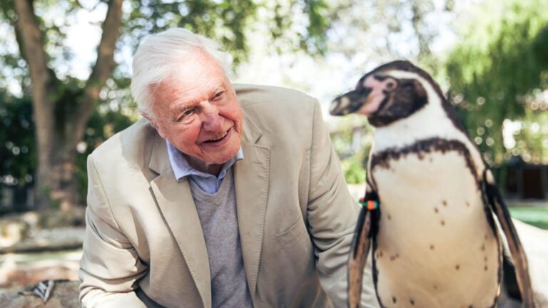 Festeggia 100 anni di David Attenborough. Ecco chi &egrave; il padre del documentario naturalistico