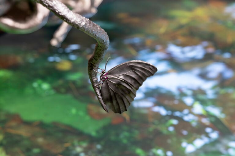 “La natura è cultura”. Intervista all’artista Timur Si-Qin che ha portato l’Amazzonia ad Art Basel 2026