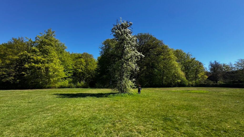 Sorgenfri - an artist listening to the old pear tree - Nine days of green