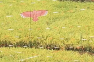 Cintia Tortosa Santisteban - Screenshots From A Series Of Videos About A Rice Field And Its Surroundings