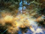 Untitled, Wila, Bialowieza, Polonia, 2025. Photo Matteo Montorfano