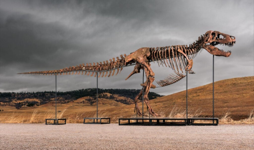Il tirannosauro da record &ldquo;Gus&rdquo;. Ph. Matthew Sherman. Courtesy Sotheby's