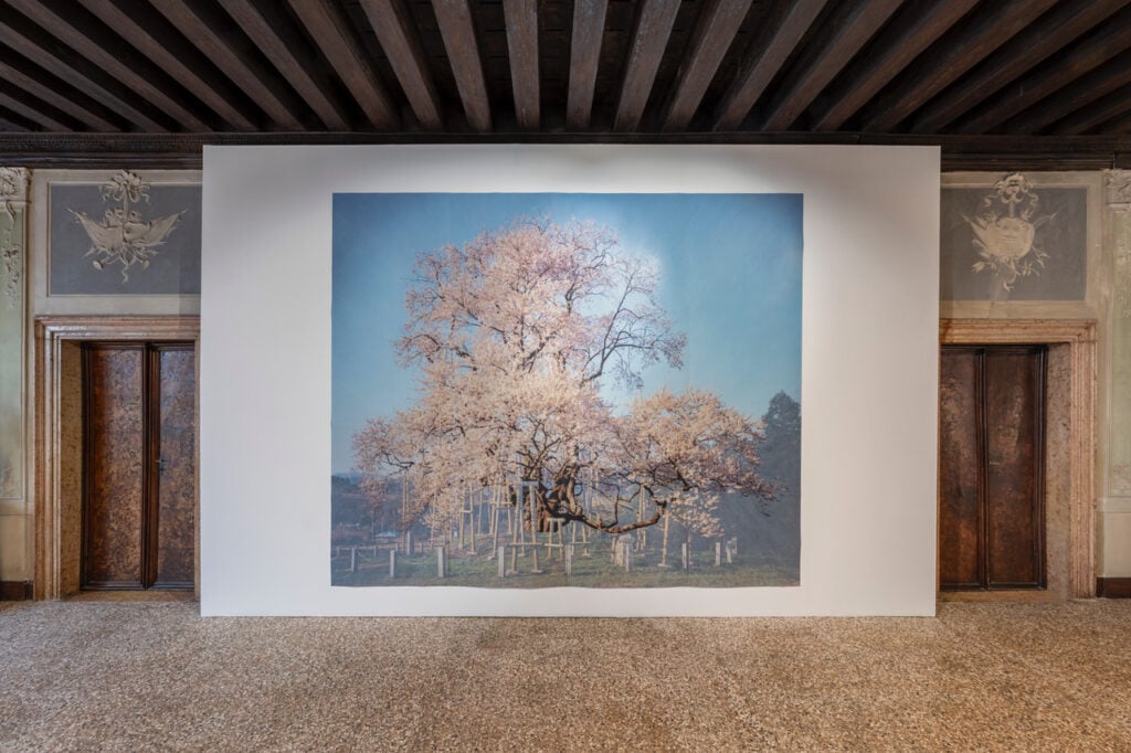 Tacita Dean, Sakura (Totsube II), 2026. Still Joy — From Ukraine Into The World, Biennale Arte 2026. Pinchuk Art Centre. © Photo OKNO Studio