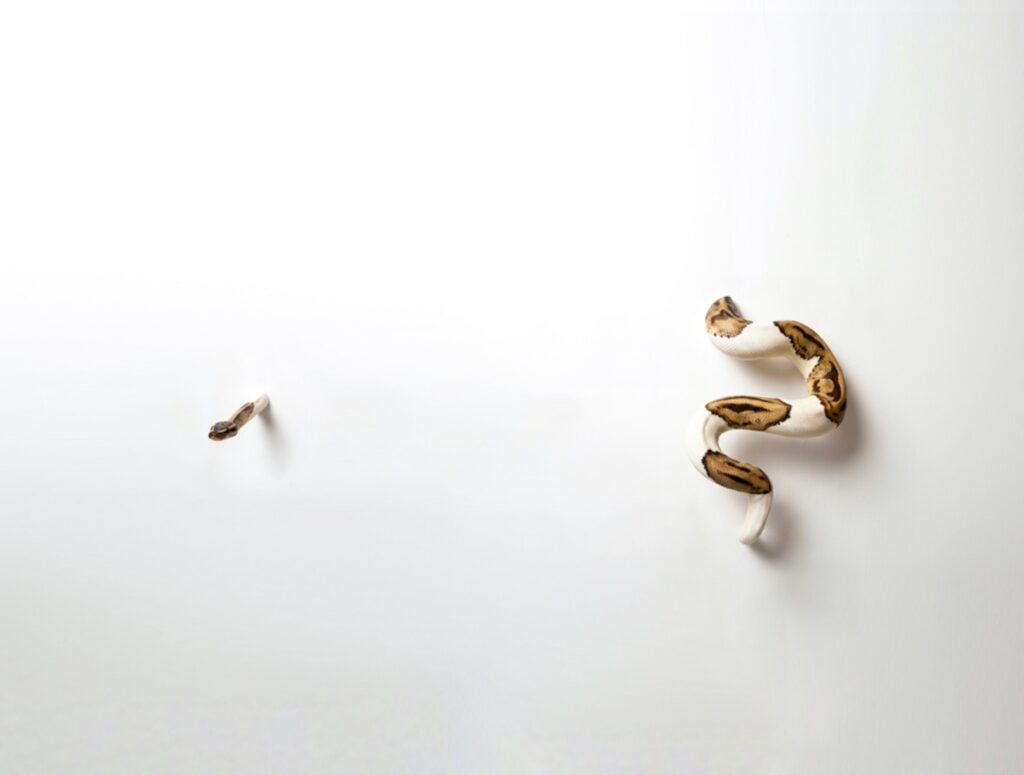Dori Hazan – Partitions