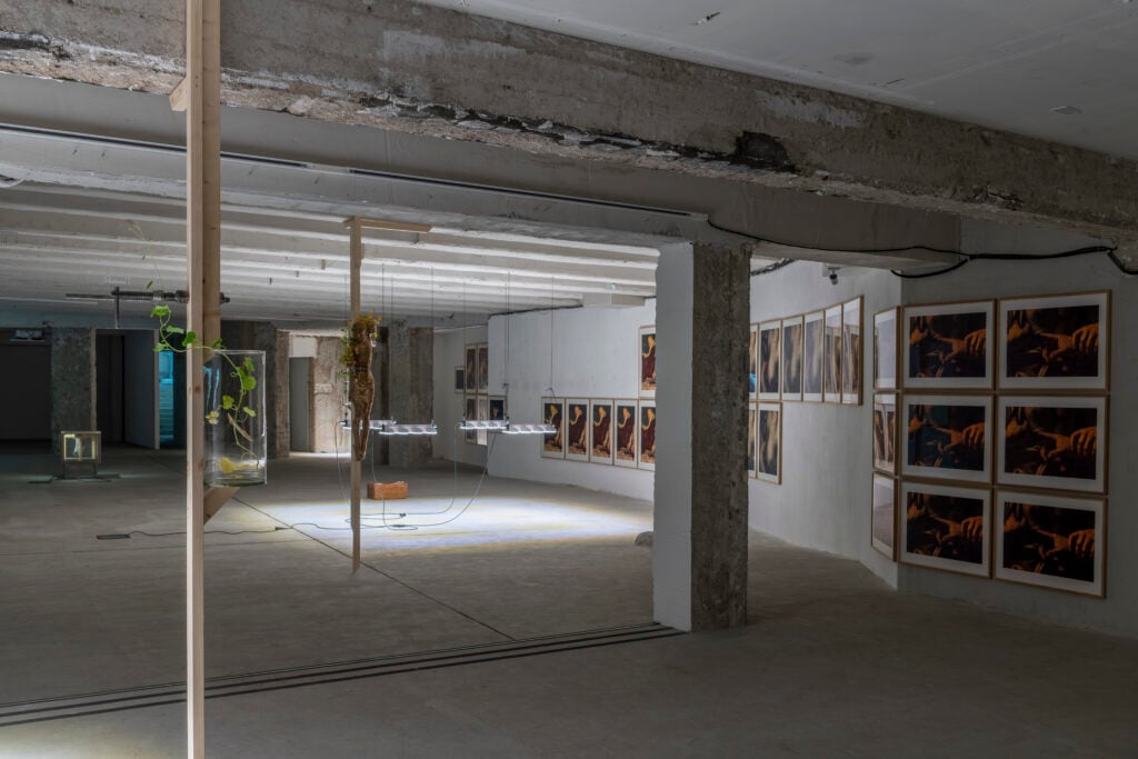 L’eredità della storia nella mostra di Danh Vo a Roma: sacro, profano e botanica 