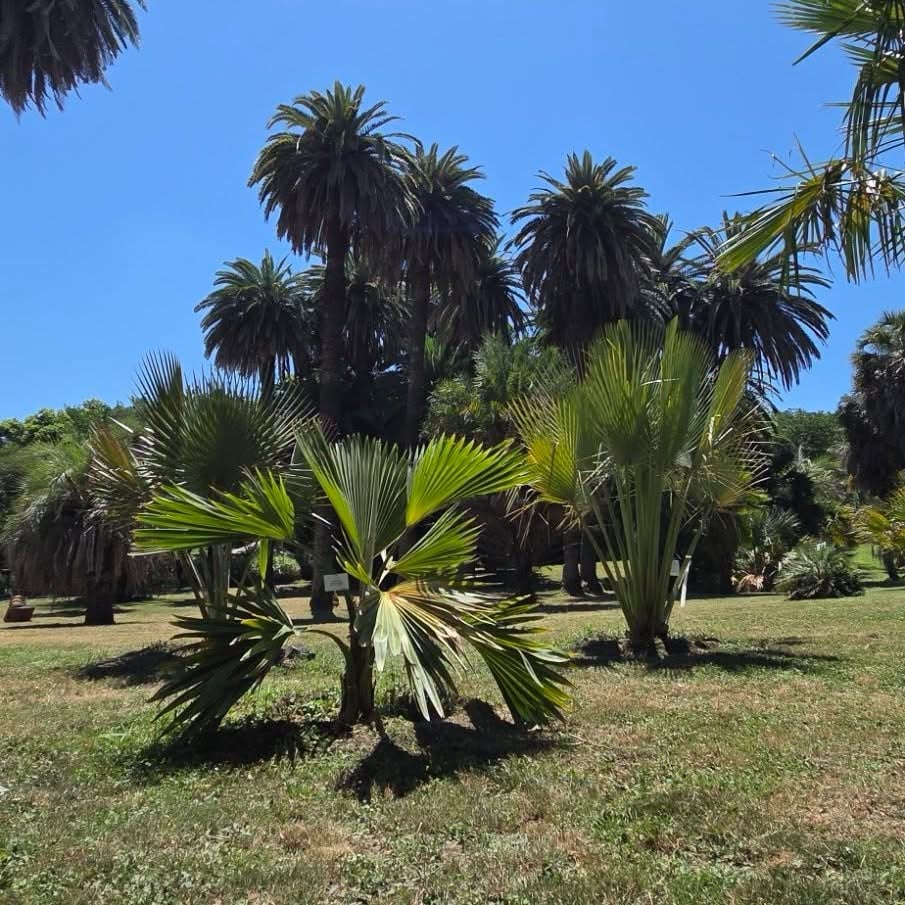 Le palme tropicali e subtropicali che entrano nelle collezioni dell'Orto Botanico di Roma