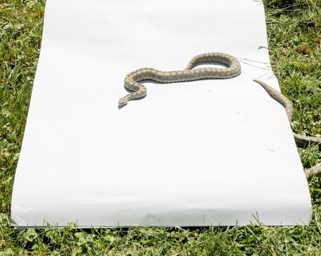 Marina Caneve, Vipera ammodytes o vipera dal corno. Courtesy l'artista e Cortona On The Move 2026