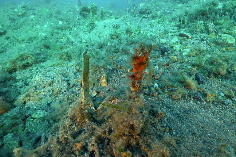 Archeologia Elba 2026
