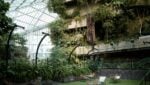 Il Barbican Conservatory di Londra sarà restaurato e regala le talee della sua serra