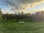 The Place of Silence