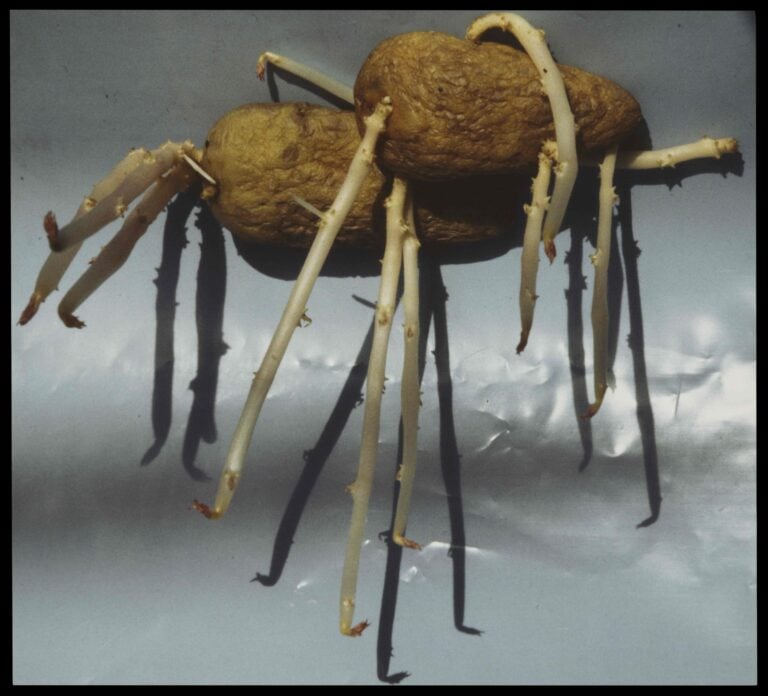 Fotografia analogica di germogli di patata in forma scultorea, Isa Hesse-Rabinovitch