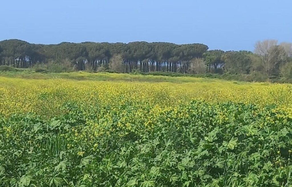 La città etrusca di Vulci aveva uno dei porti più importanti del Mediterraneo. Ora si scava per riportarlo alla luce
