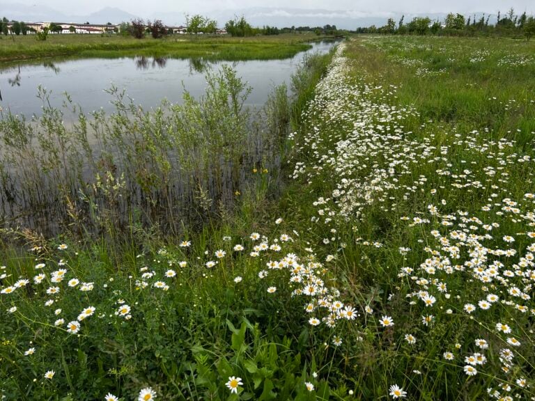 Parco della Pace, wild flowers meadows