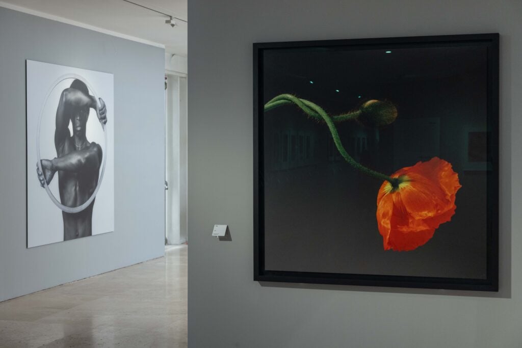 Robert Mapplethorpe, Le forme della bellezza, installation view a Museo dell'Ara Pacis. Photo Wps