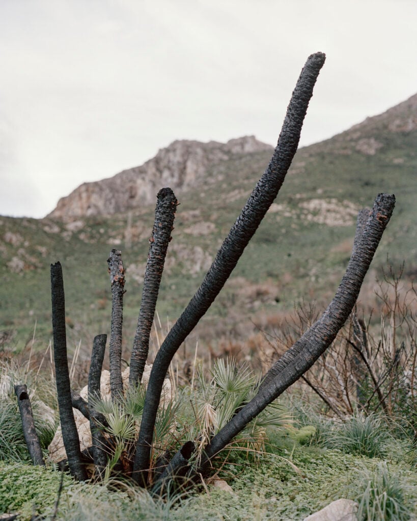 Stefano Cerio – The Redemption of nature