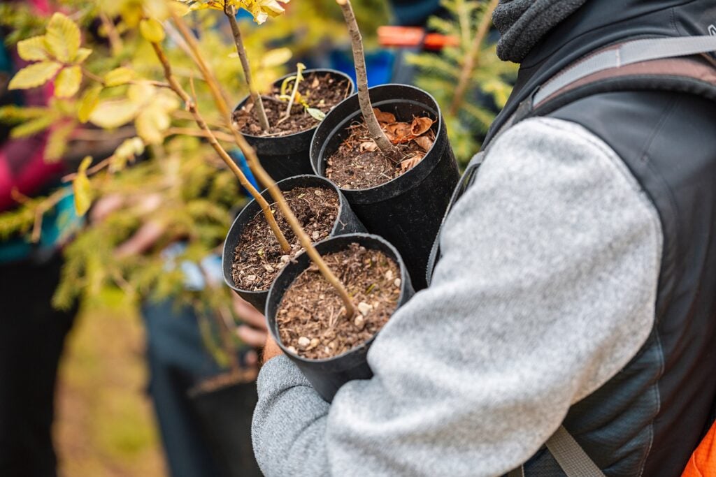 Concerti, mostre e alberi adottati. Quando la cultura sostiene la riforestazione