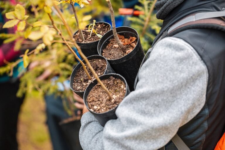 Concerti, mostre e alberi adottati. Quando la cultura sostiene la riforestazione