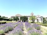 I giardini di Van Gogh: scoprire il monastero della Provenza dove dipinse i suoi capolavori 