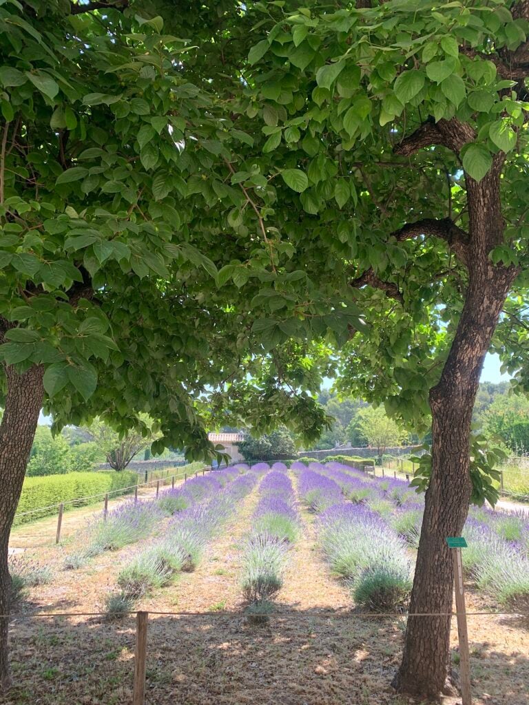 Saint-Paul-de-Mausole, Monastero St Remy Provenza, dove soggiorn&ograve; Van Gogh, ph Claudia Zanfi