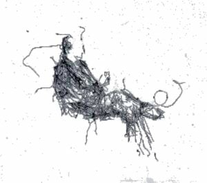 Elena Nonnis - Accettazione