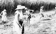 Mario Giacomelli - Lavoro contadino