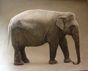 Marzio Tamer - Elefante