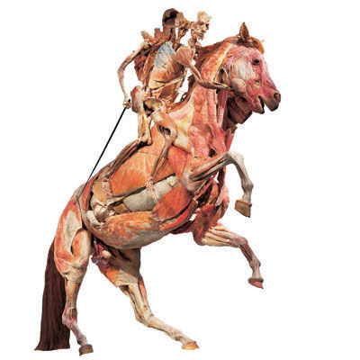 Body Worlds Talks – Stefano Dominella