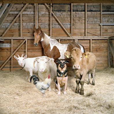 Rob MacInnis - The Farm Family